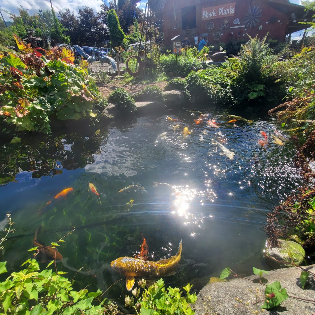 Koi pond seattle wedding venue